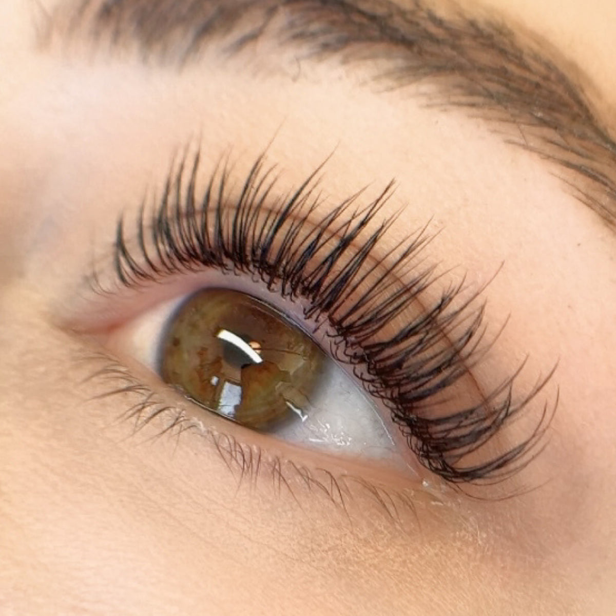Lash POP